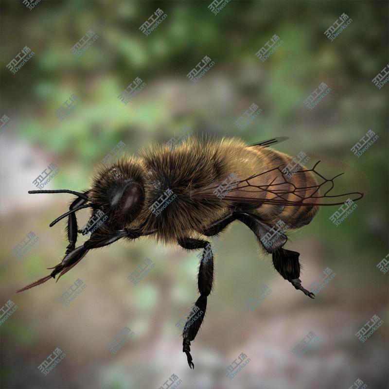 images/goods_img/2021040163/Honeybee (RIGGED AND ANIMATED)/5.jpg